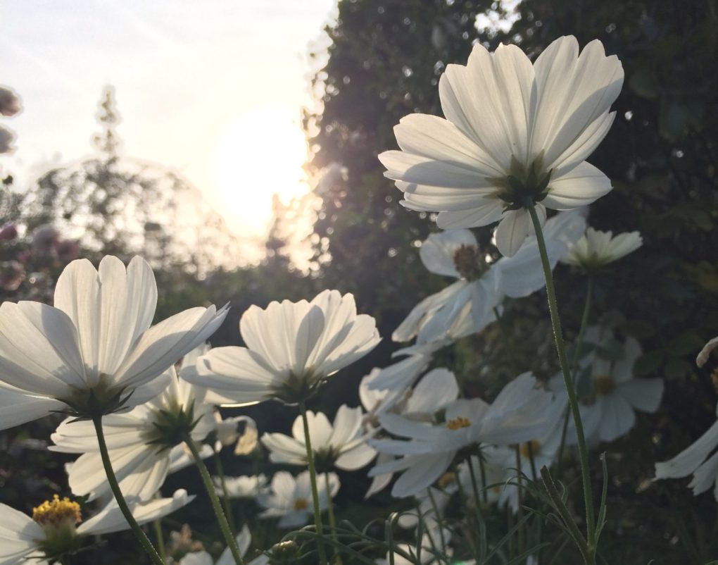光に向かって伸びる花